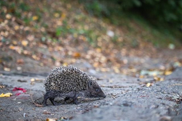 仍未登場 仍未登場