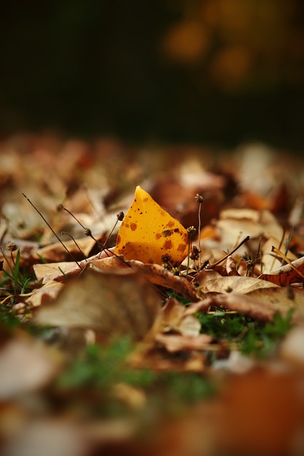 他的防守勝 他的防守勝