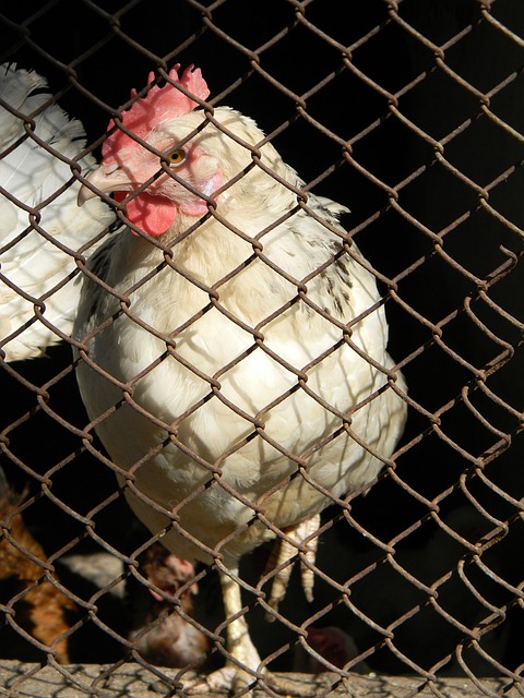 戰袍出戰 戰袍出戰